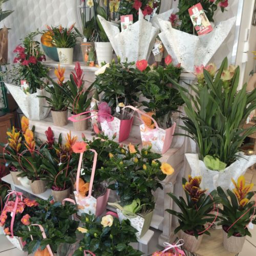 fleuriste camelia braine